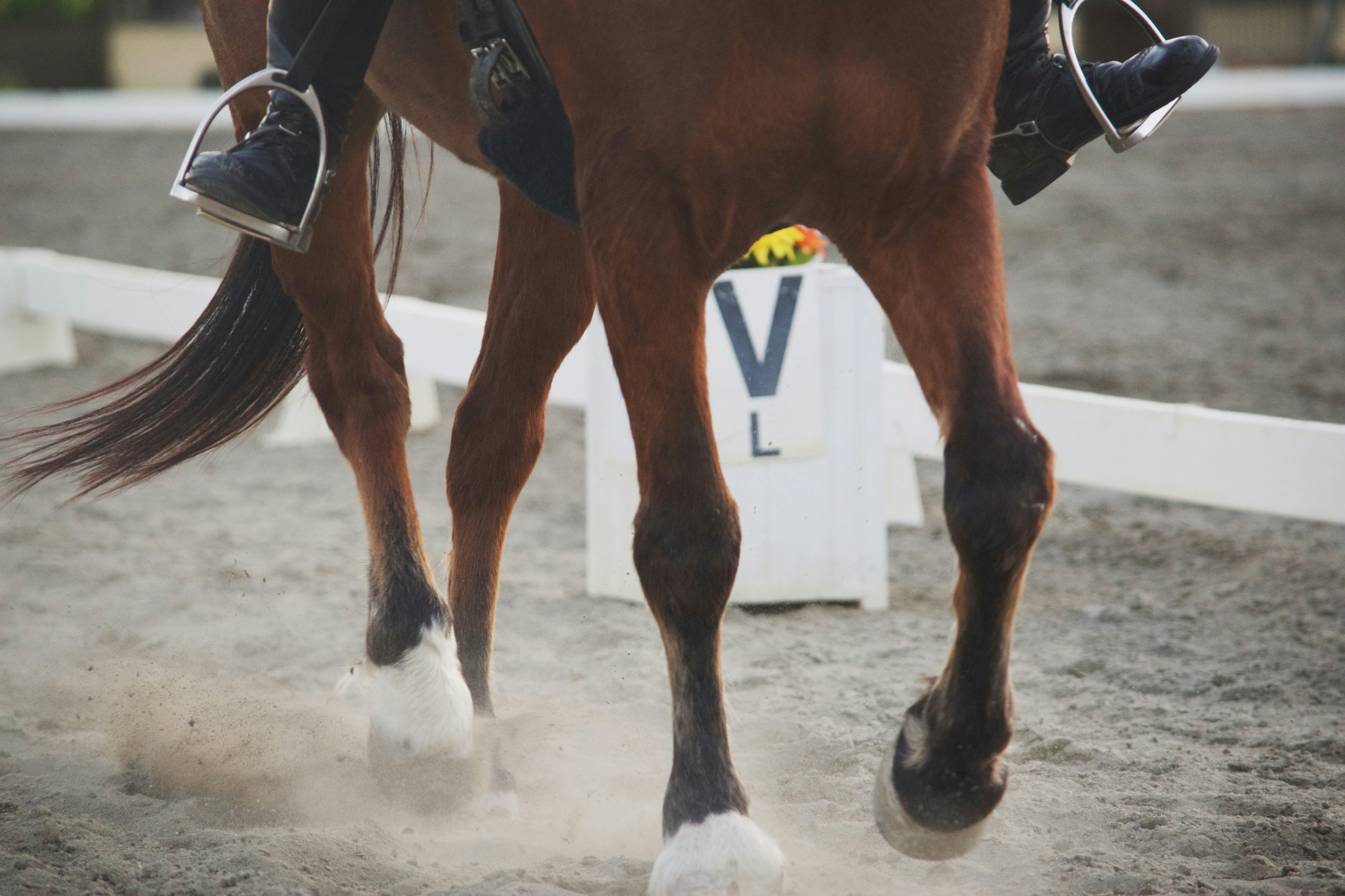 Elite equestrian yard social media management